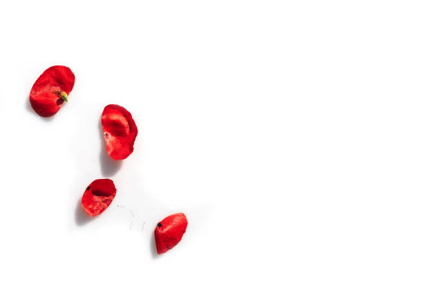 Broken red poppy flower isolated.