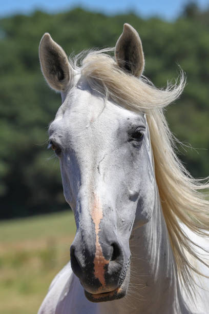 istock A horse in a wilderness in the countryside 1178296092