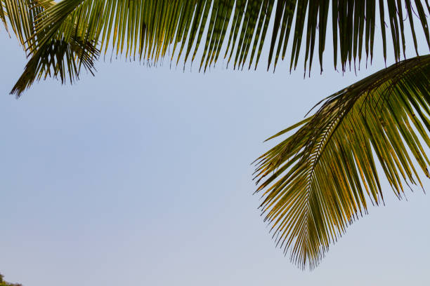 istock Bottom view leaves of coconut palm tree on blue sky background 1178296107