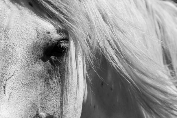 istock A horse in a wilderness in the countryside 1178296478