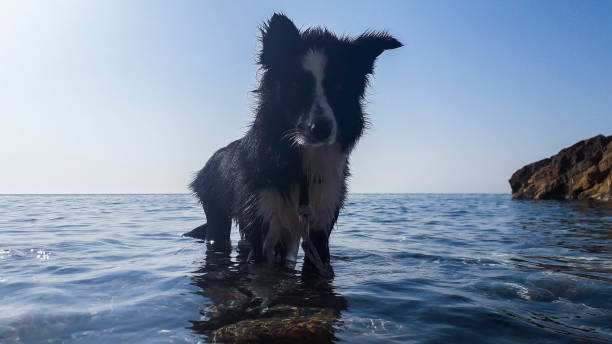 istock Border collie of the sea 1178297399