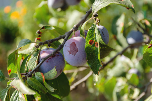 istock Ripe plums on tree branch harvest 2019 1178297666