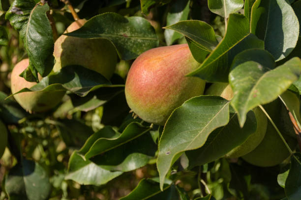istock Ripe pears on tree branch harvest 2019 1178297716