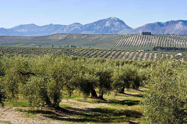 paysage andalou - spanish olive photos et images de collection