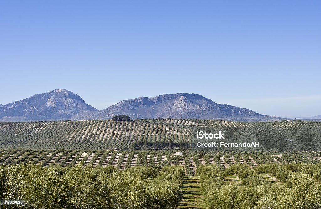 Paysage andalou - Photo de Agriculture libre de droits