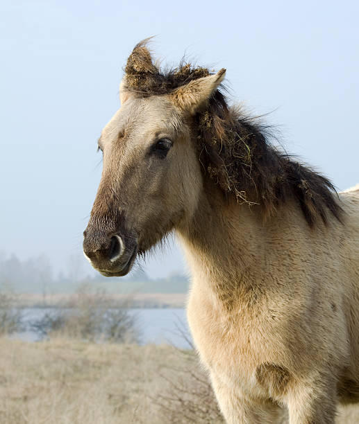 konik horse  konik stock pictures, royalty-free photos & images