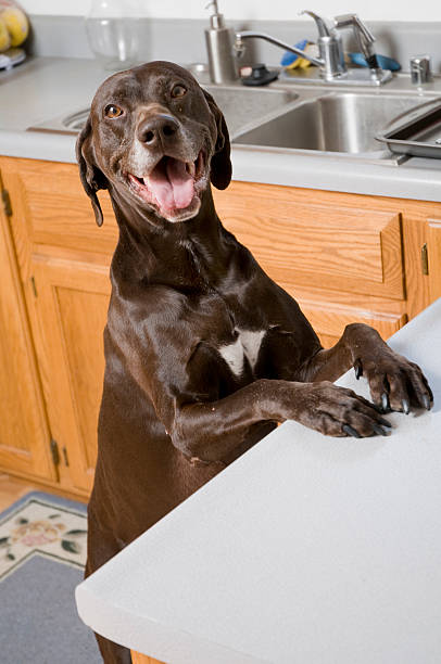 A chocolate lab with paws up on the counter stock photo