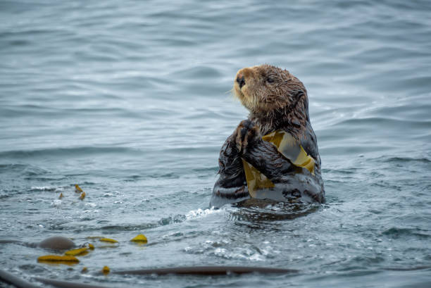 Close up of a sea otter in the ocean in Tofino, Vancouver island, British Columbia, Canada Close up of a sea otter in the ocean in Tofino, Vancouver island, British Columbia, Canada sea otter stock pictures, royalty-free photos & images