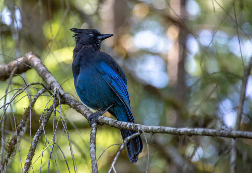 Close up of a blue Steller's jay (Cyanocitta stelleri), also called  long-crested jay, mountain jay or pine jayon a branch