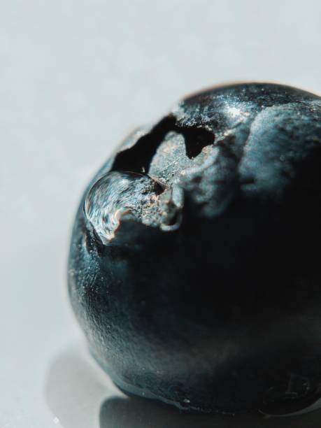 blueberry closeup