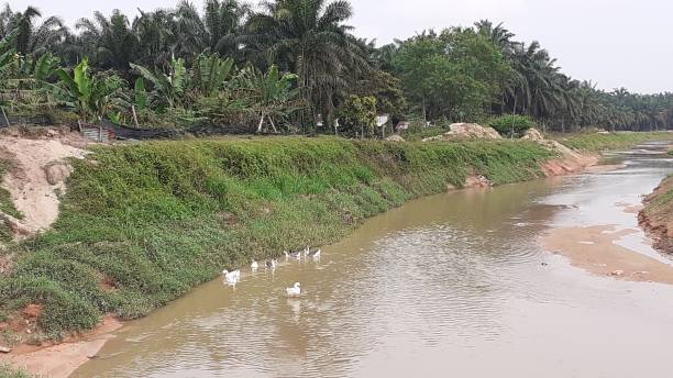 istock a flock of goose in a river 1178302122
