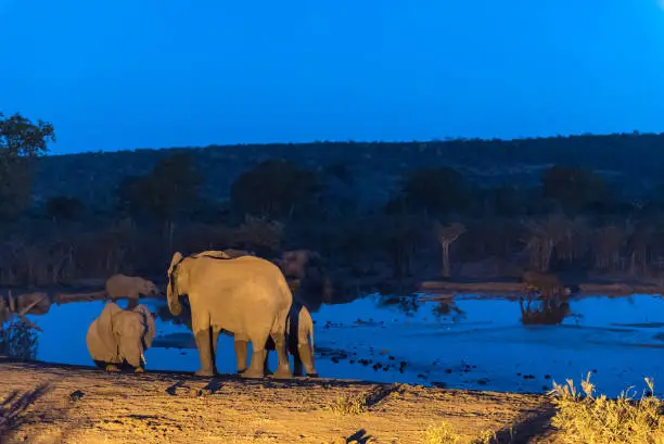 An african elephant herd, Loxodonta africana, drinking water at an artificially lit waterhole