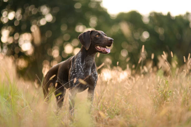 istock Concentrated brown dog standing among the gold spikelets 1178303030