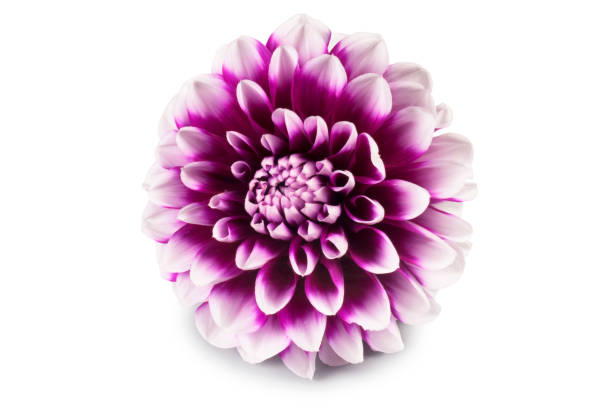 istock Close-up of a Dahlia Flower 1178303069