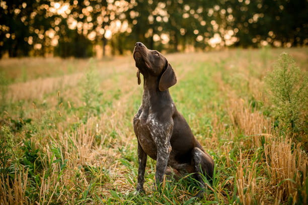 istock Dark brown dog looking up in the field 1178303088