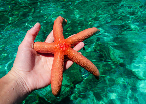 istock Starfish against green clear ocean water 1178303168