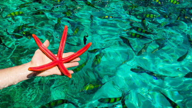 istock Starfish against green clear ocean water 1178303249