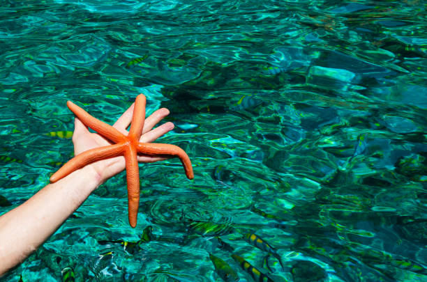 istock Starfish against green clear ocean water 1178303285