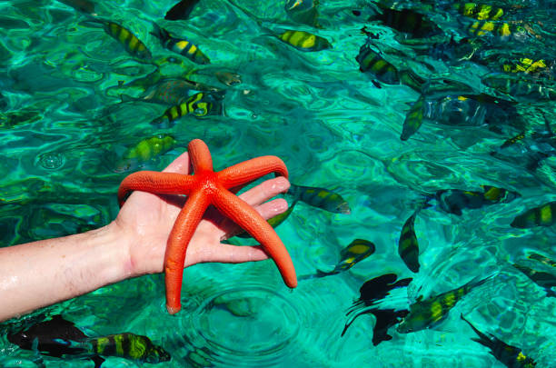 istock Starfish against green clear ocean water 1178303295