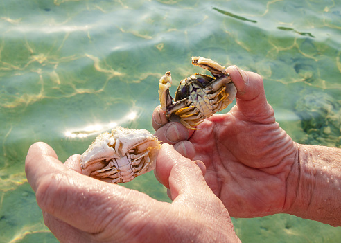 Holding Male Chinese Mitten Crab