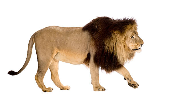 istock Lion (4 and a half years) - Panthera leo 117830386