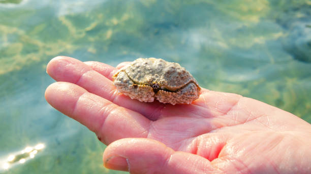 istock crab on the hand against phi phi island seascape 1178304265