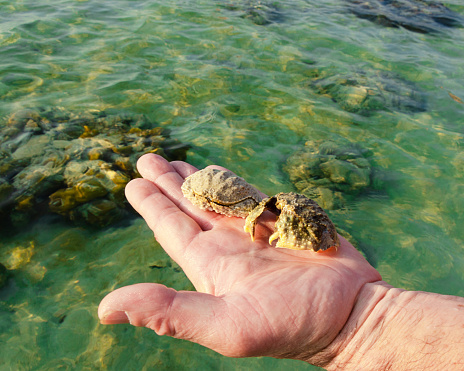 Krabi. Andaman sea. Low tide. Snorkeling. Crab.