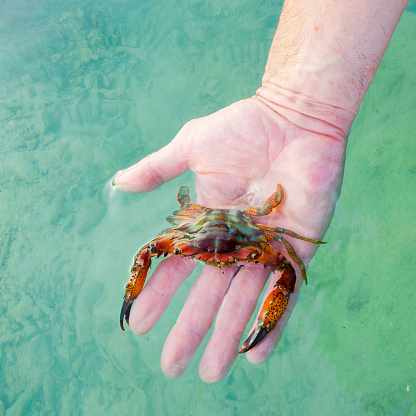Krabi. Andaman sea. Low tide. Snorkeling. Crab.
