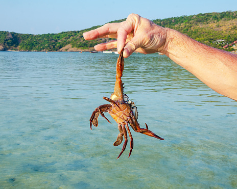 hand with a crab against thai seascape