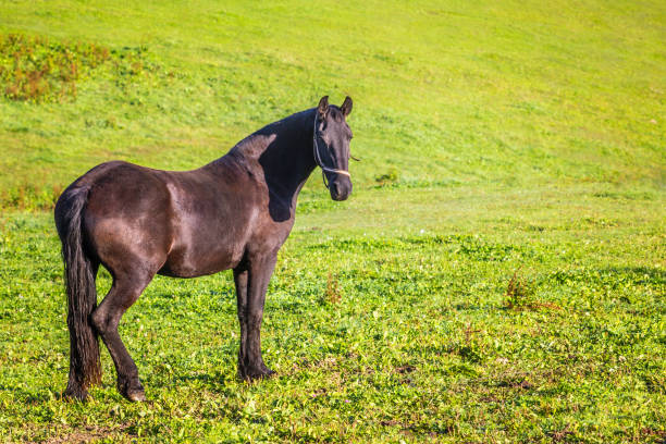 istock Horse on green meadow. 1178304396