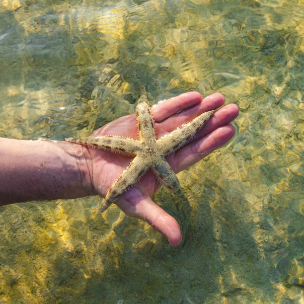 istock the hand with a gold starfish 1178304463