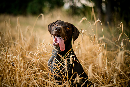 Happy dark color dog sitting sticking out his tongue in the field in the blurred background of golden spikelets and green forest