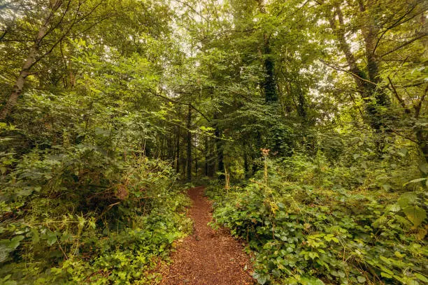 Pathway in woodland of Blarney Gardens, County Cork, Ireland