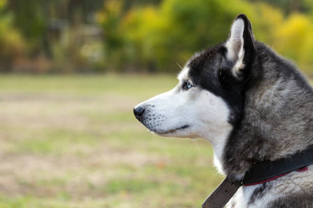 istock Profile of Siberian Husky. 1178305062