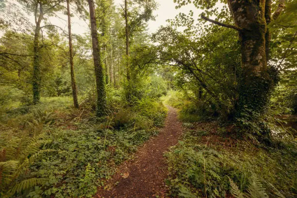 Woodland and pathway in Blarney Gardens, County Cork, Ireland
