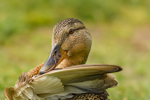 A mallard cleans its plumage