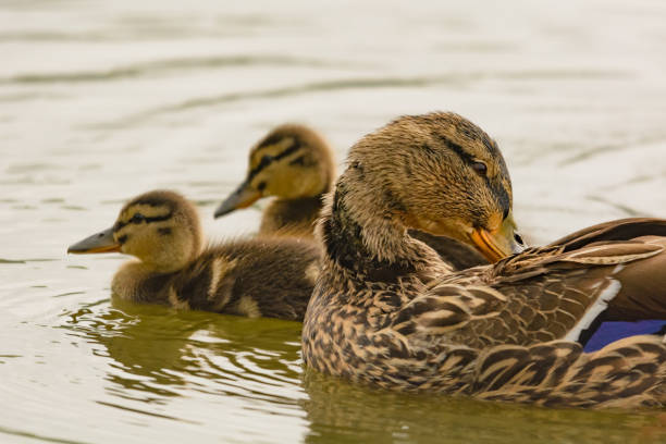 istock A duck swims with its chicks in the Wassser 1178305962