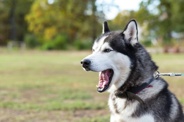 istock Siberian Husky with open mouth. 1178306013