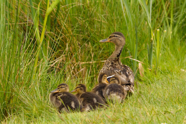 istock A stick duck runs with its chicks into the reed grass 1178306103