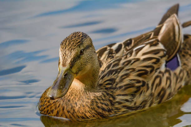 istock A female duck swims in the water 1178306176