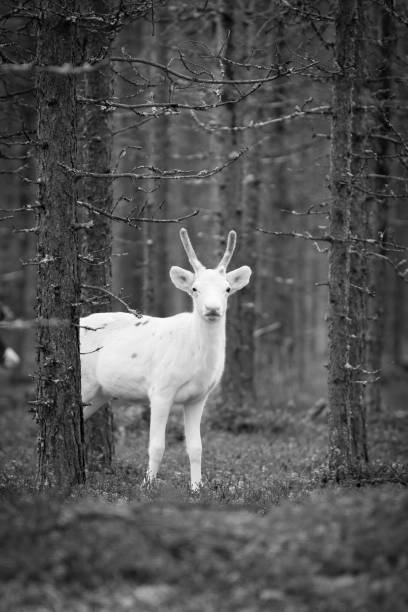 A black and white picture of a white reindeer in Sweden.