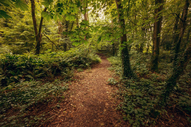 istock Pathway venturing into woodland - Blarney Gardens, County Cork, Ireland 1178306220
