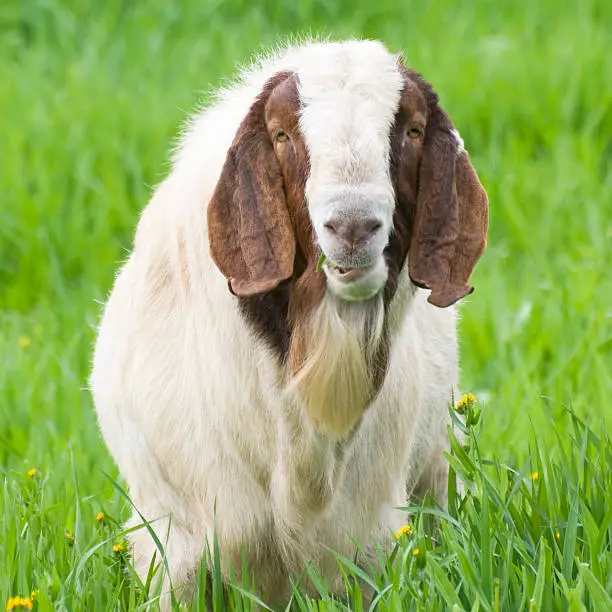 Male Boer goat, 