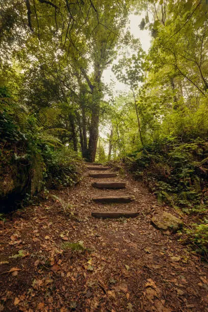 Stone steps in Irish woodland, rainy day - Blarney Gardens, County Cork