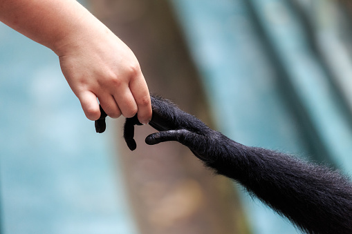Beautiful close up of the interaction with hands of a human with a Siamang (Symphalangus syndactylus) gibbon monkey