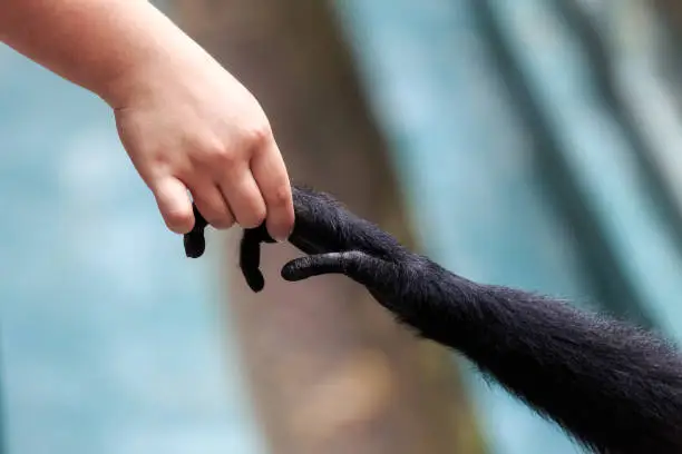 Beautiful close up of the interaction with hands of a human with a Siamang (Symphalangus syndactylus) gibbon monkey