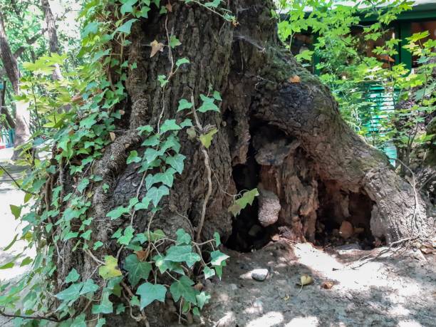 hueco de árbol, tronco de árbol grande e hiedra, casa de animales pequeños - tree hole bark brown fotografías e imágenes de stock
