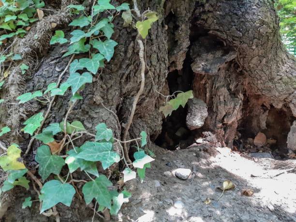 hueco de árbol, tronco de árbol grande e hiedra, casa de animales pequeños - tree hole bark brown fotografías e imágenes de stock