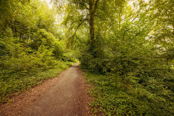 istock Pathway in Blarney Gardens, County Cork, Ireland 1178307712