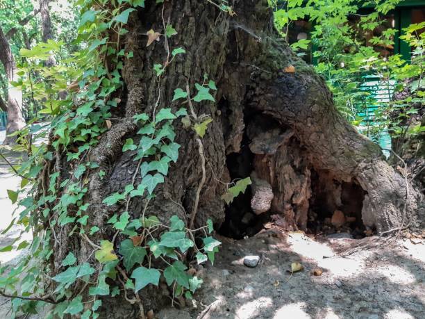 hueco de árbol, tronco de árbol grande e hiedra, casa de animales pequeños - tree hole bark brown fotografías e imágenes de stock